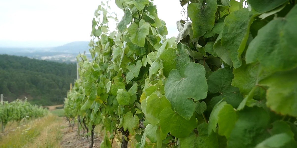 Guided Tour with Wine Tasting to the Countryside Wineries