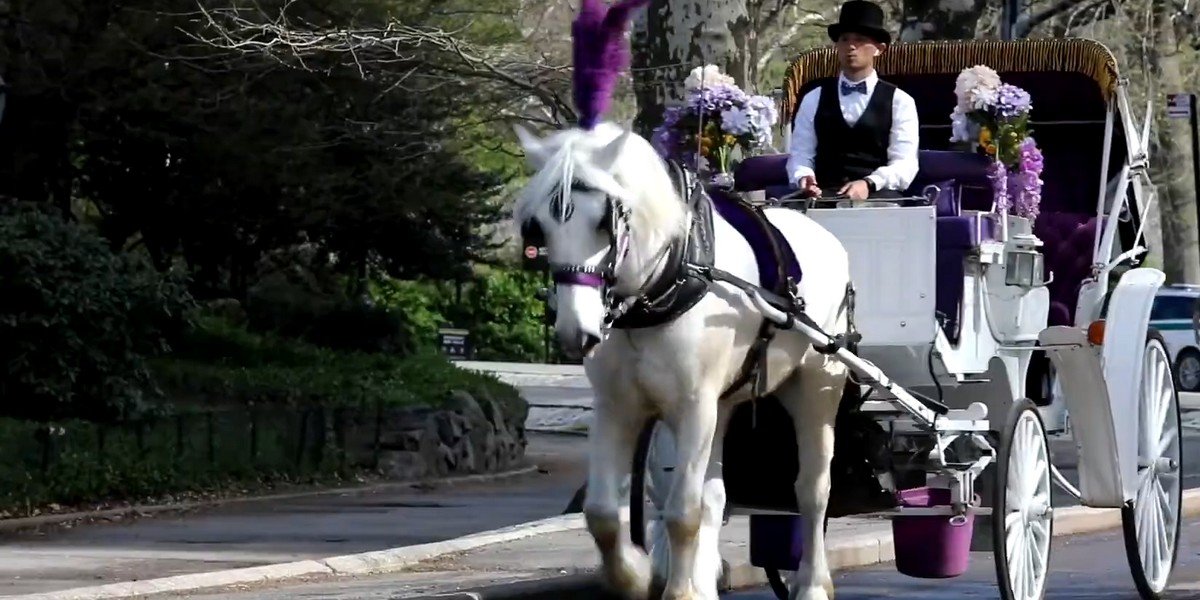 Central Park Horse Carriage Ride (since 1979 ™), photo 2