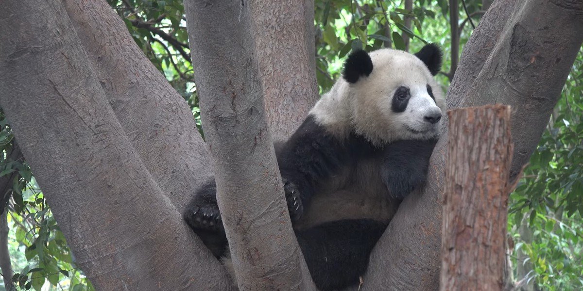 Private Full-Day Tour to the Giant Panda Breeding Research Base (by flight from Shenzhen)