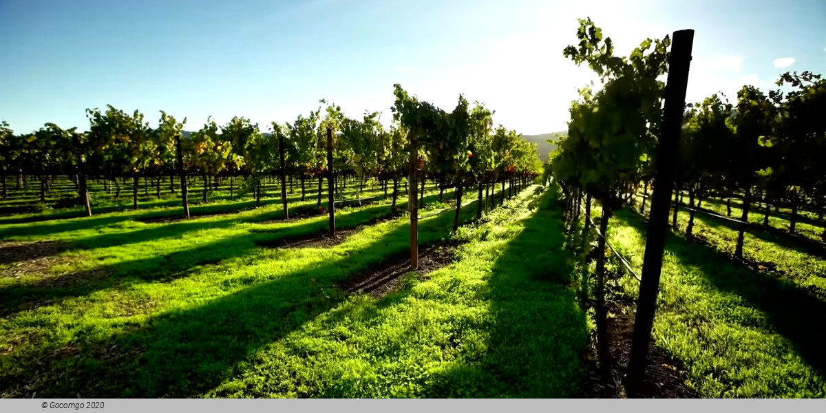 Small Group Wine Tour and Tasting at Gamboa Winery with Lunch