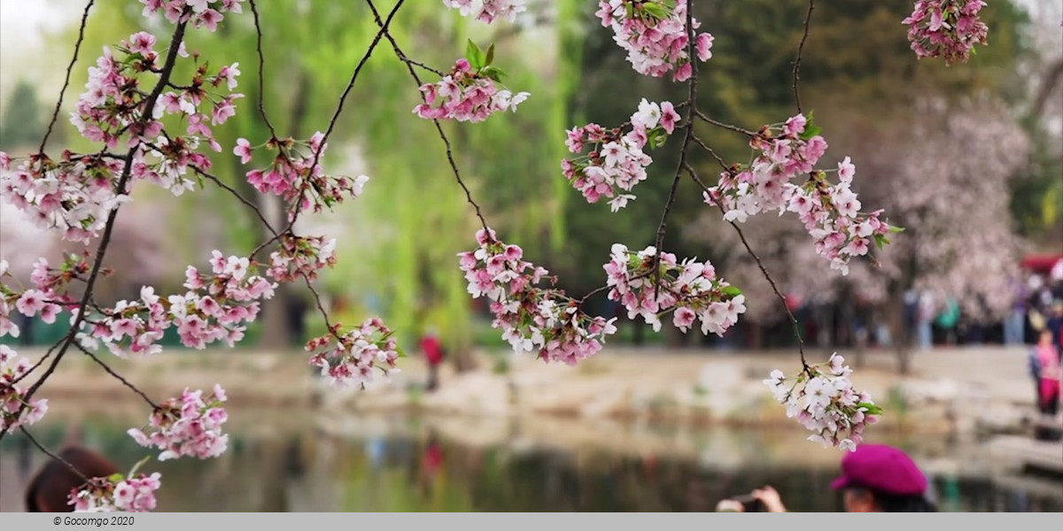 Yuyuantan Park Walking Tour with Cherry Blossoms (March - April)