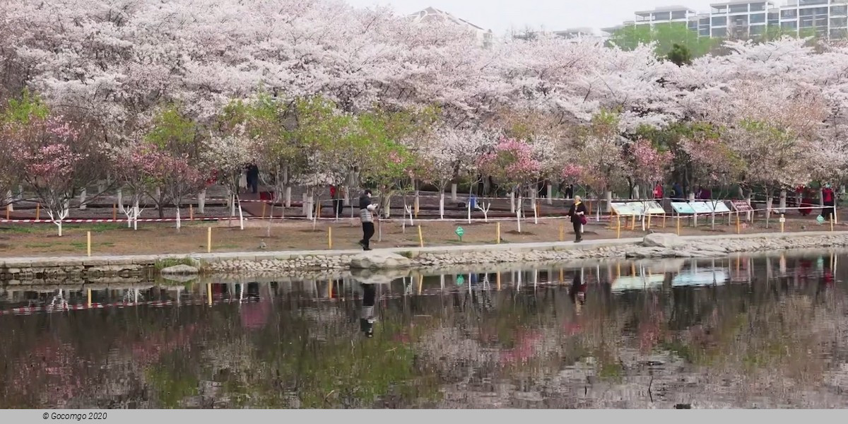 Yuyuantan Park Walking Tour with Cherry Blossoms (March - April)