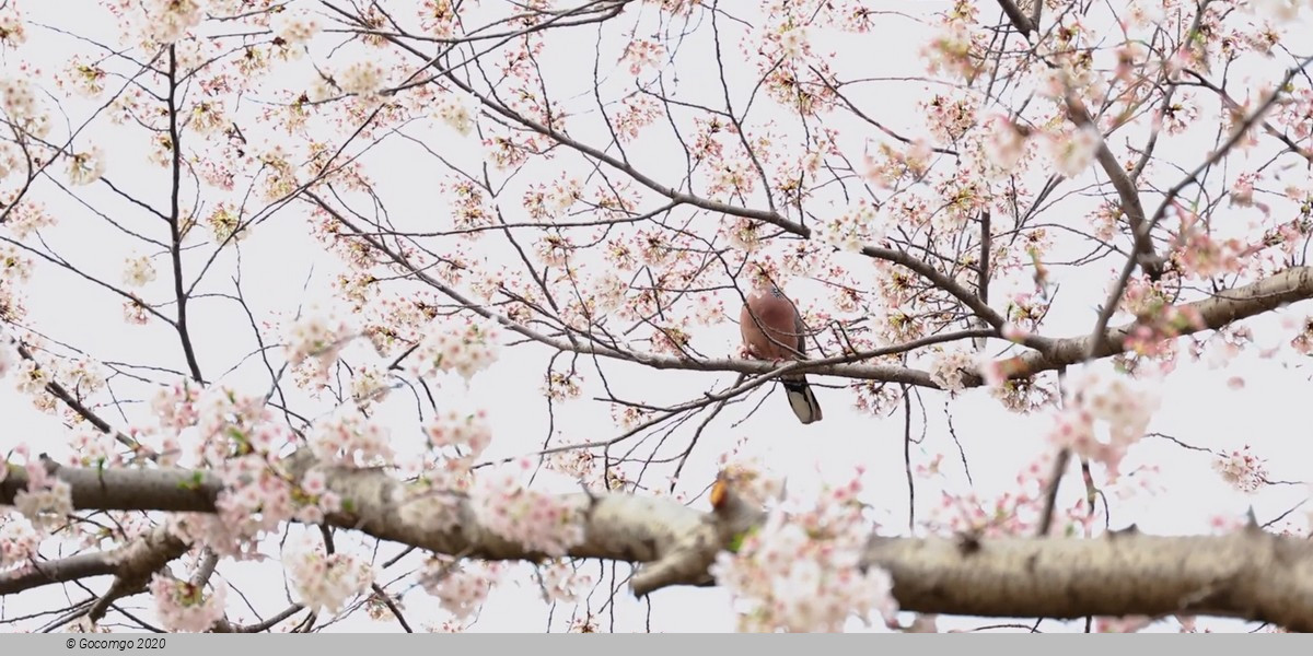 Yuyuantan Park Walking Tour with Cherry Blossoms (March - April)