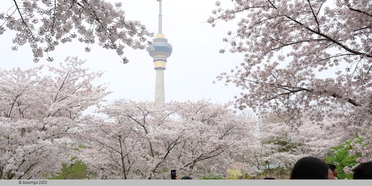 Yuyuantan Park Walking Tour with Cherry Blossoms (March - April)