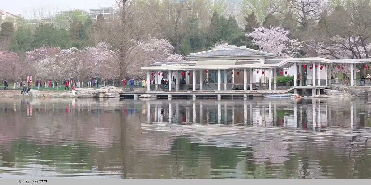 Yuyuantan Park Walking Tour with Cherry Blossoms (March - April)