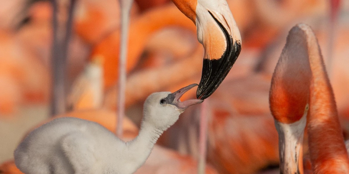 BBC Earth: Planet Earth III Audiovisual Concert, photo 2